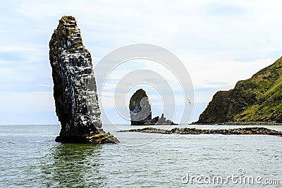 Seagull flying over big cliff where is colony of seabirds. Russia, Kamchatka Peninsula, nearby Cape Kekurny, Russian bay Stock Photo