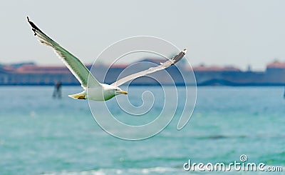 Seagull Stock Photo