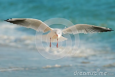 Seagull flying over the sea Stock Photo