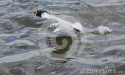 Seagull flying over sea Stock Photo
