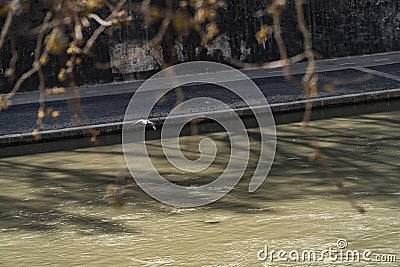 A seagull flying over tevere river in Rome Stock Photo