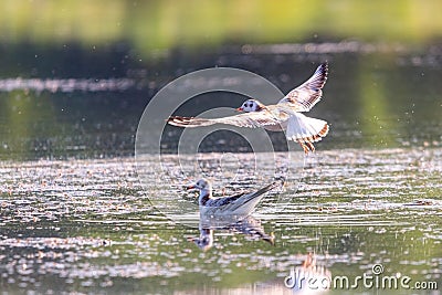 Gull flying over water, Seagull landing, Bird flying, Bird landing over water Stock Photo