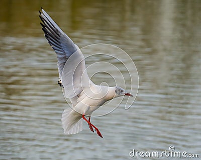 Seagull flying over water surface of lake Stock Photo