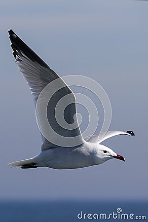 Seagull flying on the sea Stock Photo