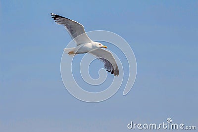 Seagull flying at sunset in Greece Stock Photo