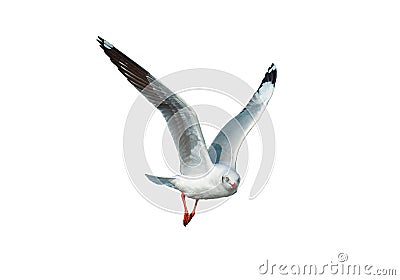 Seagull flying in the white background isolated Stock Photo