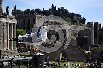 Seagull in front of roman ruins Stock Photo