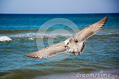 Seagull front of the sea Stock Photo