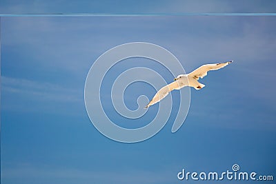Seagull front of sky Stock Photo