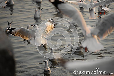 seagull gathering together at the seashore waiting for food, Samutprakarn, Thailand Stock Photo