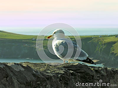 Seagull - Glaucous Gull (Larus hyperboreus). Stock Photo