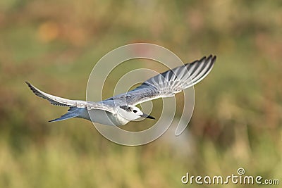 A seagull in golden light Stock Photo