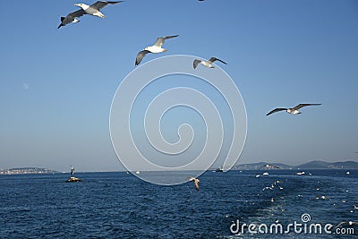 Pigeons fly in sky over the sea in Istanbul Stock Photo