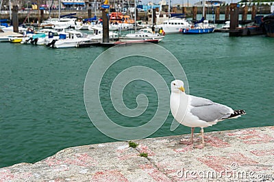 Seagull in harbor Dieppe Stock Photo