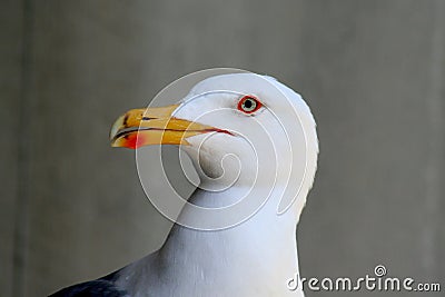 Seagull head looking left Stock Photo