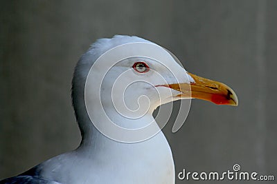Seagull head looking right Stock Photo