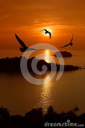 Seagull hover Stock Photo