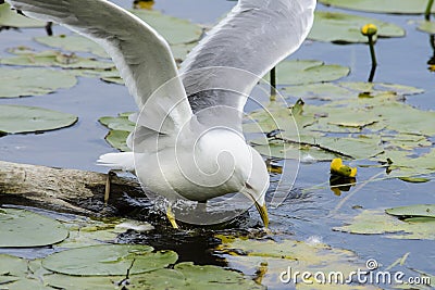 Seagull hunting in lake Stock Photo