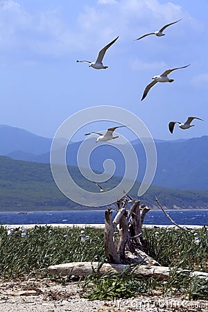 Seagull island where they nest Stock Photo