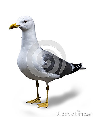 Seagull isolated, background color white Stock Photo