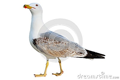 Seagull isolated on white background Stock Photo