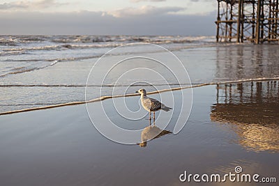 A Seagull & Its reflection Stock Photo