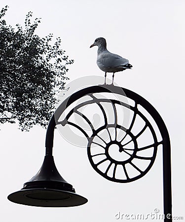 Seagull on a Lamp post Stock Photo