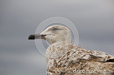 Seagull closeup looking left blurred bg Stock Photo