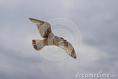 Seagull - Larus marinus flies over the sea Stock Photo