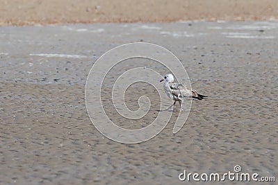 Seagull - Larus marinus walks along the beach Stock Photo
