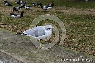 Seagull at the Liberty Island Stock Photo