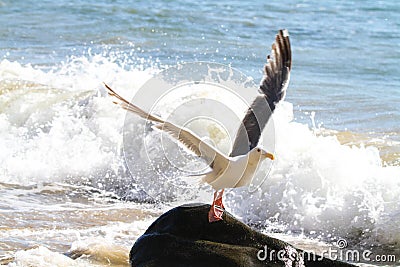 Seagull Lifting Off at the Oceanside, Oregon Stock Photo