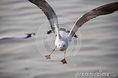 Seagull Stock Photo