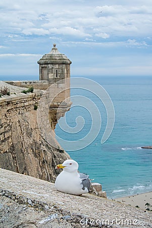A seagull near the ancient castle. Stock Photo