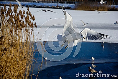 Seagull near the lake Stock Photo
