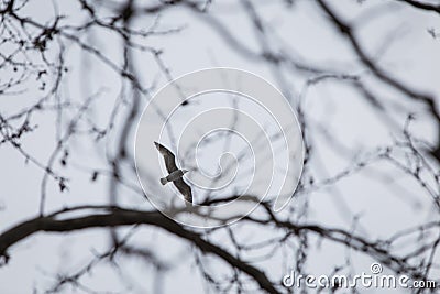 Seagull Stock Photo