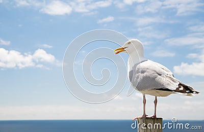Seagull over sea and blue sky Stock Photo