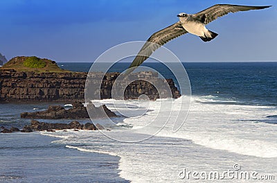 Seagull over the sea on Gri-Gri's cape, Mauritius Stock Photo