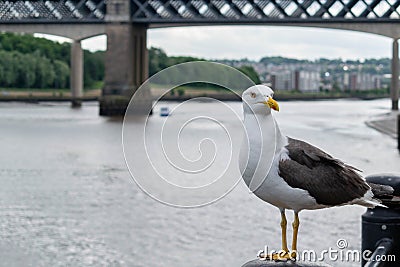 A Seagull perched on a bollard on the side of the Tyne River in Newcastle city Centre Stock Photo