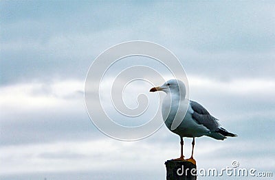 seagull watches from the post, Venice.Italy. Stock Photo