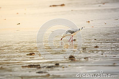 seagull picking something at the sandy beach in Western Australia Stock Photo