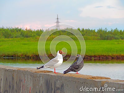 A seagull and a pigeon sitting on an embankment parapet Stock Photo
