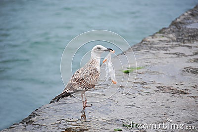 Seagull with plastic bag Stock Photo