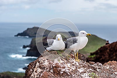 Seagulls on Ponta de Sao Lourenco peninsula, Madeira island, Portugal Stock Photo