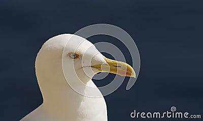 Seagull portrait Stock Photo