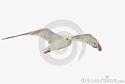 Seagull portrait on white background. Stock Photo