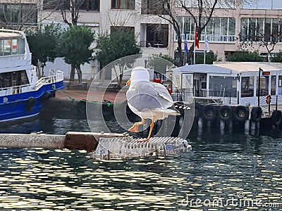 Seagull posing before camera standing on the top of a streetlight Editorial Stock Photo