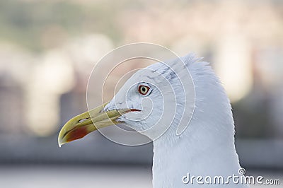 Seagull profile sea bird Stock Photo