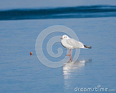 Seagull Resting on the Frozen Lake Stock Photo