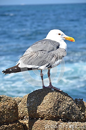Seagull on the rocks Stock Photo